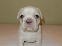 Fransız bulldog dişi ve erkek