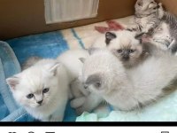 Tatlı mı tatlı british shorthair bebişler