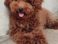 Browni poodle köpeğimiz için yuva