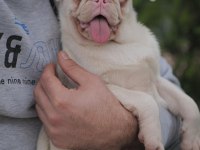 Egzotik renk pink pug yavrular