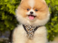 Safkan Pomeranian Boo Bebekler