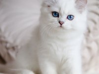 Maviş yavrular british shorthair