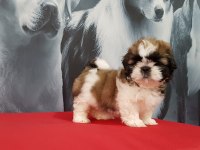 Shih Tzu Bebekleri Yeni Ailesine Gitmeye Hazır