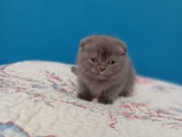 Çok tatlı dişi scottish fold kedim