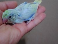 Turkuaz Gökkuşağı Erkek Cep Papağanı Forpus
