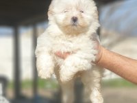 Kar beyaz terrier yavrular
