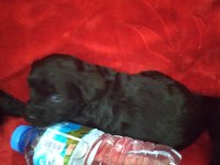 Siyah inci morkie ler