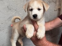 Tarım ve orman bakanlığı onaylı çiftlikten husky
