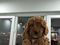 Toy poodle yavruları