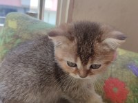 Golden tabby 2 aylık yavru kedimiz