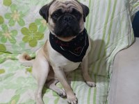 Safkan pug 1 yaşında erkek