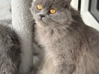 Ücretsiz british longhair kedisi