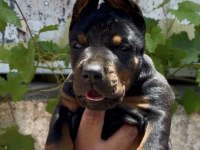 A scrli anne ve babadan üst düzeyde dobermanlar