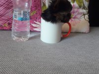 MİKRO TEACUP YORKSHİRE TERRİER