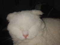 British shorthair kırık kulak kedimiz