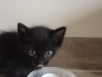 2 AYLIK ERKEK KARDEŞ KEDİLER