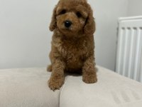 Yüksek Kalite Maltipoo Dişi Yavru