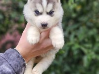 Irk ve sağlık garantili husky yavrularımız