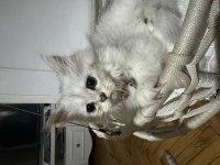 2 aylık yavru british longhair bebekler