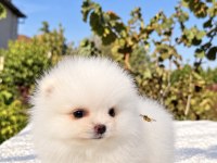 ÜST DÜZEY BİBLO MİBİ BOY POMERANİAN BOO