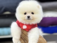 POMERANİAN BOO
