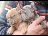 French bulldog