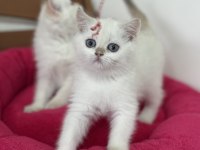 En güzel beyaz mavi gözlü british shorthair yavrular