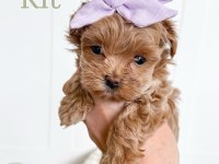 Ev Ortamında Doğan Maltipoo Bebeklerim Yeni Evini Arıyor
