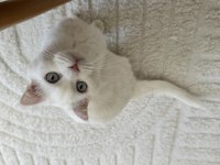 Bembeyaz Scottish Fold Dişi Kedi Yuva Arıyor