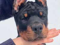 Europan FCİ federasyonlu doberman yavruları