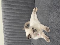 3 aylık dişi blue point british shorthair aşıları yapıldı