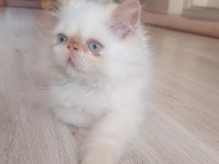 İran persiyan ve egzotik yavrular teslime hazır