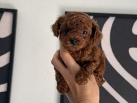 Toypoodle Yavrularımız