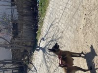 A kalitede kaliteli dişi belçika kurdu