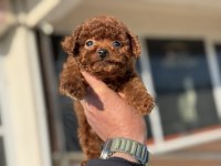 Petmode köpek çiftliğinden tiny kore poodle