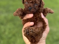 Teacup Kore Poodle Bebekler