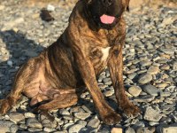 A Class Presa Canario Yavruları