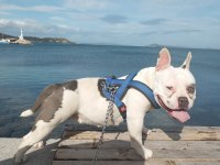 18 AYLIK DİŞİ EGZOTİK BULLY FRENCH BULLDOG ŞECERELİ