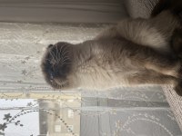 Mavi gözlü Scottish Fold