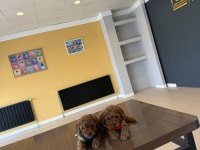 Tr Nin First Class Toy Poodle Yavruları Mağazamızda
