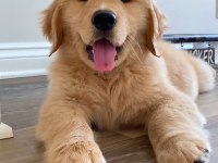 Son dişi golden retriever yavrumuz