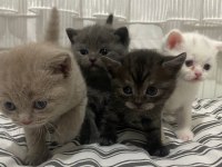 British shorthair yavrular