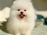 Saf Kan Ayi Surat Pomeranian Erkek