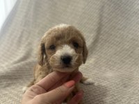 MALTİPOO YAVRULAR