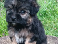 Morkie erkek