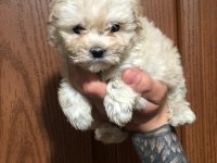 Orjinal sağlık garantili maltipoo bebeklerimiz