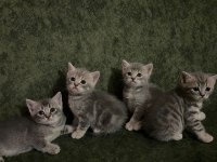 Yavru 37 günlük british shorthair