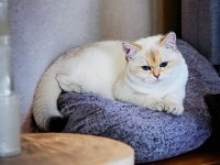 British shorthair şecereli oğlumuz owen