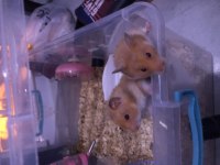 YAVRU HAMSTER