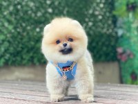 Pomeranian Teddy Face Yavruları